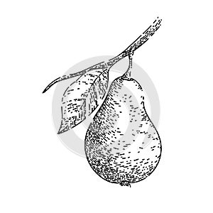 pear leaf sketch hand drawn vector