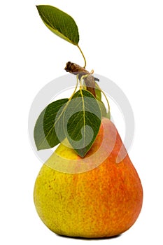 Pear with leaves