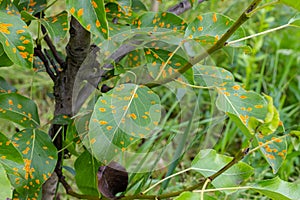 Pear leaves with pear rust infestation