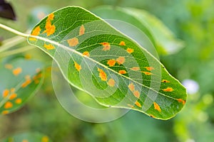 Pear leaves with pear rust infestation