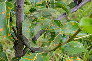 Pear leaves with pear rust infestation