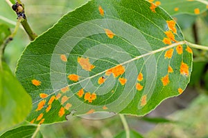 Pear leaves with pear rust infestation