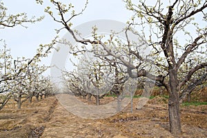 Pear orchard