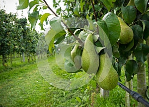 Pear orchard