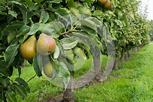 Pear orchard