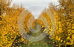 Pear orchard in autumn with bright yellow leaves.