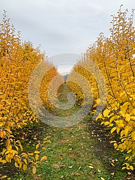 Pear orchard in autumn with bright yellow leaves.