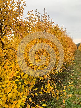 Pear orchard in autumn with bright yellow leaves.