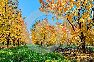 A pear orchard with autumn leaves glowing yellow in the sun on a blue sky day