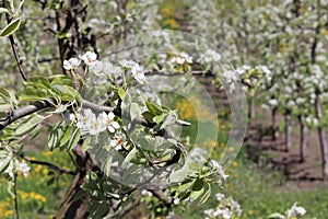 Pear orchard in bloom.