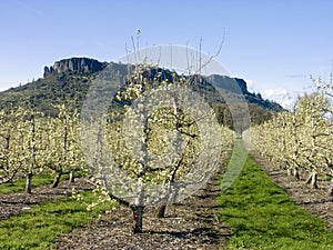 Pear Orchard in Bloom