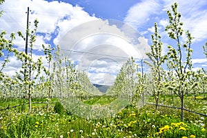 pear orchard with blossoming trees in spring