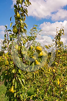 Pear orchard with ripe pear fruits on a plantation in Europe Serbia