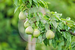 Pear orchard. Ripe pears in the garden