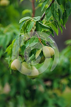 Pear orchard. Ripe pears in the garden