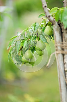 Pear orchard. Ripe pears in the garden