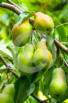 Pear orchard. Ripe pears in the garden ready for harvest.