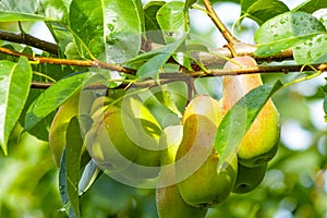 Pear orchard. Ripe pears in the garden ready for harvest.