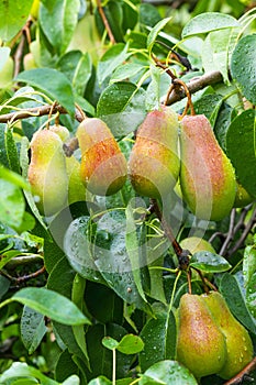 Pear orchard. Ripe pears in the garden ready for harvest.