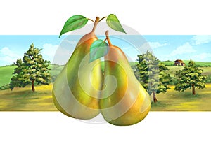 Pear orchard and rural landscape
