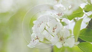 Pear orchard. White blooming pear flowers and buds on branch with green leaves. Close up.