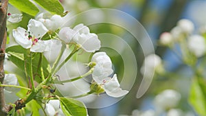 Pear orchard. White blooming pear flowers and buds on branch with green leaves. Close up.