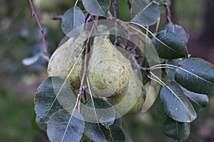 Pear on the tree in countryside
