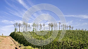 Pear Plantation against Blue Sky