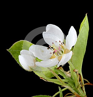 Pear, Pyrus, Blossom