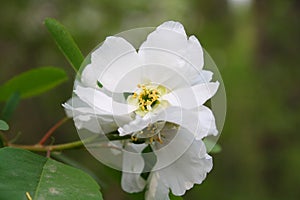 Pear, Pyrus, Blossom
