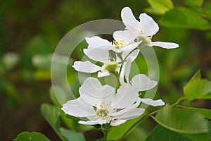 Pear, Pyrus, Blossom