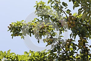 Pear ripe organic cultivar pears in the summer garden photo