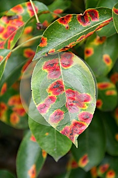 Pear rust