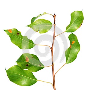 Pear rust on branch isolated on white