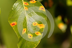 Pear rust disease, Gymnosporangium sabinae