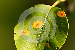 Pear rust disease, Gymnosporangium sabinae