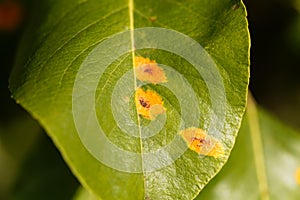 Pear rust disease, Gymnosporangium sabinae