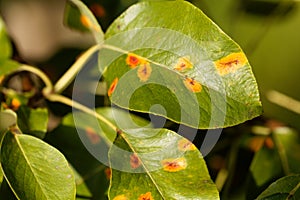 Pear rust disease, Gymnosporangium sabinae