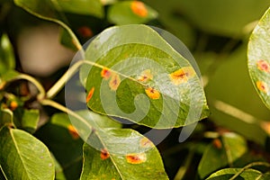 Pear rust disease, Gymnosporangium sabinae