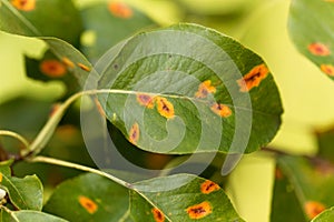 Pear rust disease, Gymnosporangium sabinae