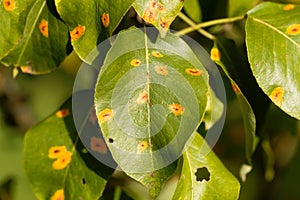 Pear rust disease, Gymnosporangium sabinae