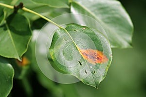 Pear rust or Gymnosporangium sabinae on pear leaf