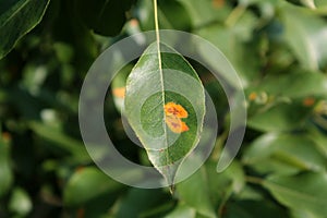 Pear rust on leaf