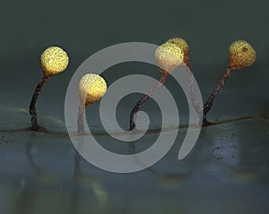 Pear-shaped fruit bodies of a slime mold Physarum oblatum