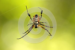 Pear shaped leucauge spider, Opadometa sp, Tetragnathidae, Trishna, Tripura