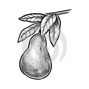 Pear sketch or vector plant hand drawn. Fruit