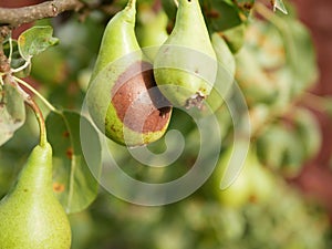 pear spoils on a tree. rotten pear, which is hanging on the tree in the orchard. Photo close-up, small depth of field. Wasp sits