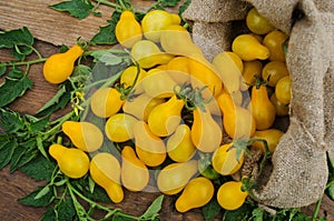 Pear tomato in a burlap bag.Yellow organic pear tomato