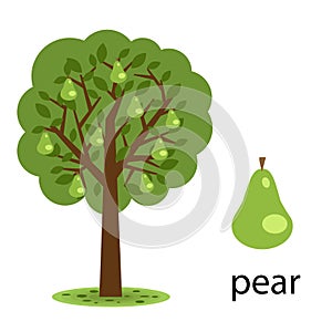 Pear tree