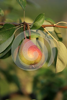 Pear on tree